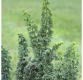 Hinoki-Scheinzypresse Botanico Chamaecyparis obtusa 'Chirimen' H 20-25 cm Co 3,7 L