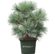 Weymouthskiefer Botanico Pinus strobus 'Radiata' H 50-60 cm Co 10 L-thumb-0