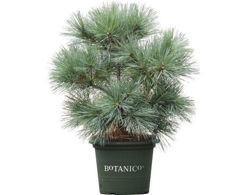 Weymouthskiefer Botanico Pinus strobus 'Radiata' H 50-60 cm Co 10 L-0