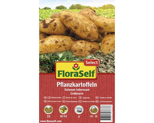 Pflanzkartoffel FloraSelf Select 'Goldmarie' 10 Stk
