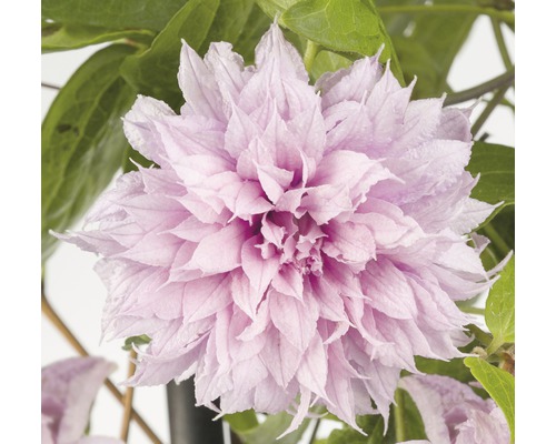 Großblumige Waldrebe Clematis Hybride 'Multi Pink' H 50-70 cm Co 2,3 L