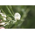 Edelginster FloraSelf Cytisus praecox 'White Lion' H 40-60 cm Co 2 L