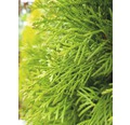 Lebensbaum Thuja occidentalis 'Smaragd' H 30-40 cm Co 2 L
