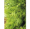 Lebensbaum Thuja occidentalis 'Smaragd' H 30-40 cm Co 2 L