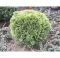 Kugel-Lebensbaum FloraSelf Thuja occidentalis 'Danica' H 30-40 cm Co 8 L