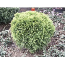 Kugel-Lebensbaum FloraSelf Thuja occidentalis 'Danica' H 30-40 cm Co 8 L-thumb-1