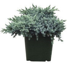 Blauer Kissenwacholder FloraSelf Juniperus squamata 'Blue Star' H 25-30 cm Co 3,7 L-thumb-0