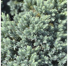 Blauer Kissenwacholder FloraSelf Juniperus squamata 'Blue Star' H 25-30 cm Co 3,7 L-thumb-2