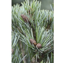 Mädchenkiefer Pinus parviflora 'Negishi' H 30-40 cm Co 6 L-thumb-1