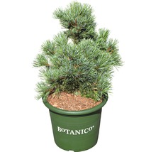 Mädchenkiefer Pinus parviflora 'Negishi' H 30-40 cm Co 6 L-thumb-0