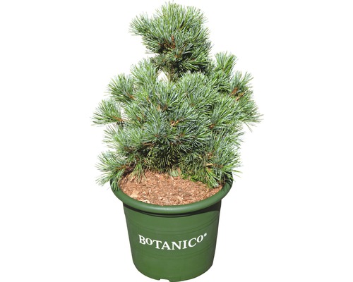 Mädchenkiefer Pinus parviflora 'Negishi' H 30-40 cm Co 6 L-0