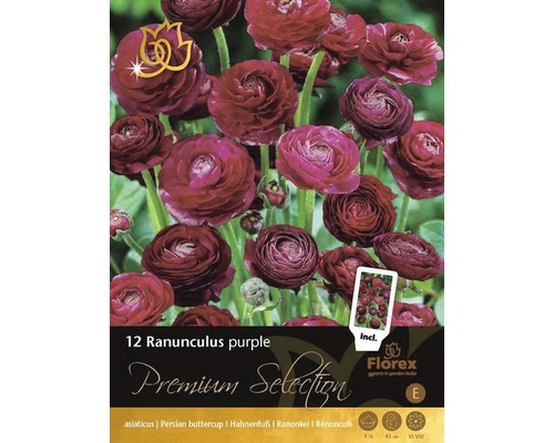 Blumenzwiebel Premium 'Ranunculus Purple' 12 Stk.