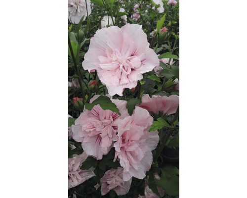 Garteneibisch FloraSelf Hibiscus syriacus 'Pink Chiffon' H 50-60 cm Co 4,5 L halbgefüllte Blüten