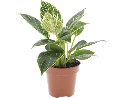 Philodendron HORNBACH \'White Wave\' AT Philodendron FloraSelf Baumfreund |