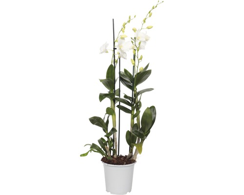Dendrobie FloraSelf Dendrobium sanook H 80-100 cm Ø 17 cm Topf 3 Rispen weiß