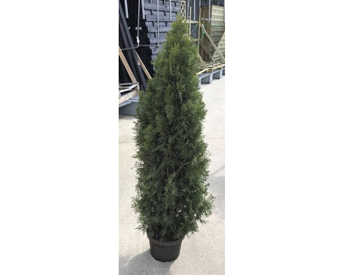 Lebensbaum Flora Self Thuja occidentalis 'Smaragd' 140/160 cm