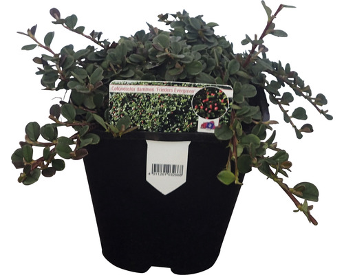 Zwergmispel FloraSelf Cotoneaster dammeri 'Frieders Evergreen' H ca. 10 cm Co 1 L (8 Stk.)