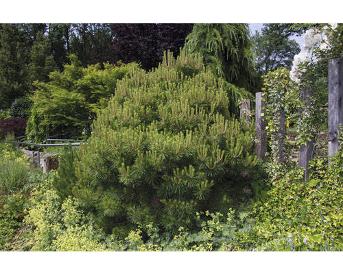 Schling-, Kletterpflanze Zwerg-Latsche/Pinus mugo pumilio 20 cm, im Topf