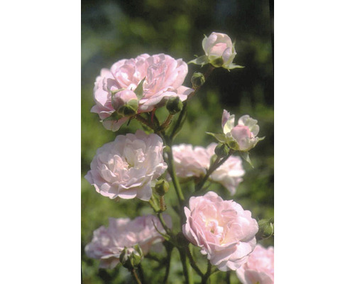 Bodendeckerrose The Fairy rosa H ca. 15 cm