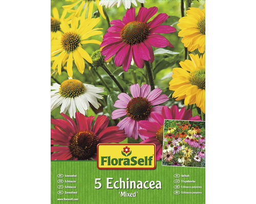 Sonnenhut-Rhizome FloraSelf Echinacea 'Bunte Mischung' 5 Stk.