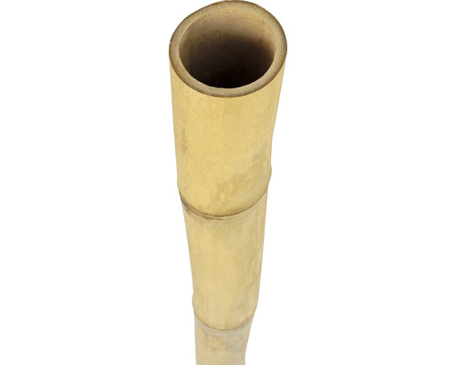 Bambusrohr Ø 7-8 cm Länge 200 cm