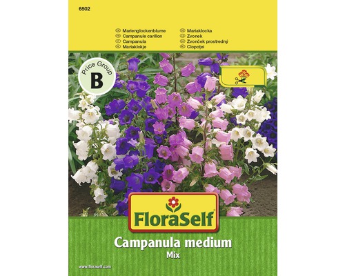 Marienglockenblume 'Mix' FloraSelf samenfestes Saatgut Blumensamen