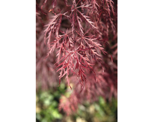 Dunkelroter Schlitzahorn Acer palmatum 'Garnet' H 50-60 cm Co 3 L
