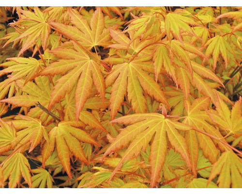Fächerahorn orange Acer palmatum 'Orange Dream' H 50-60 cm Co 3 L