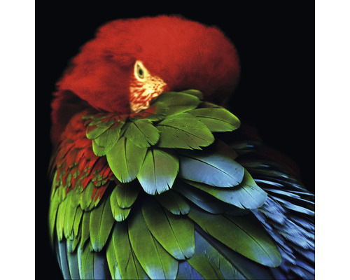 Glasbild Parrot in the jungle 20x20 cm-0