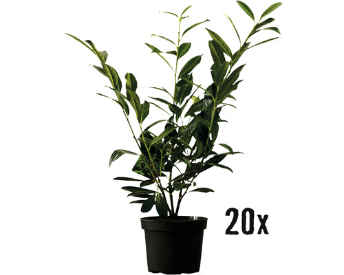 Heckenpflanze Kirschlorbeer FloraSelf Prunus laurocerasus 'Caucasica' H 60-80 cm im 3 Liter Topf ab 20 Stück auf Palette-0