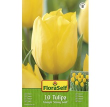 Blumenzwiebel FloraSelf Tulpe Triumph ‘Strong Gold' 10 Stk.-thumb-0