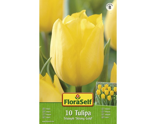 Blumenzwiebel FloraSelf Tulpe Triumph ‘Strong Gold' 10 Stk.-0