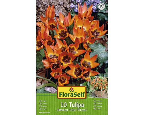 Blumenzwiebel FloraSelf Tulpe botanisch ‘Little Princess‘ 10 Stk.-0