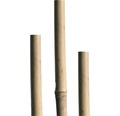 Bambusstab 180 cm Ø 12/14 mm 1 Stk., natur