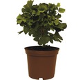 Fächerblattbaum, Ginkgo FloraSelf Ginkgo biloba 'Mariken' H 20-25 cm Co 3,5 L