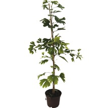 Fächerblattbaum FloraSelf Ginkgo biloba H 60-80 cm Co 4 L-thumb-1