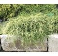 Grüne Faden-Scheinzypresse FloraSelf Chamaecyparis pisifera 'Filifera Nana' H 20-25 cm Co 2 L