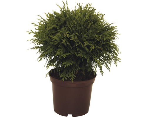 Kugel-Lebensbaum FloraSelf Thuja occidentalis 'Danica' H 15-20 cm Co 2 L