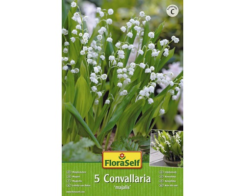 FloraSelf Blumenzwiebel Convallaria majalis 5 Stk