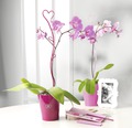 Orchideenstab Soendgen herzform 55 cm, brombeer