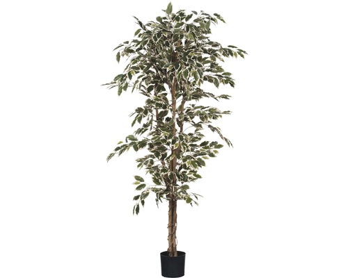 Kunstpflanze Birkenfeige Ficus Hawalli Ø 90 cm Höhe: 175 cm grün