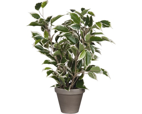 Kunstpflanze Birkenfeige Ficus natasja Ø 30 cm Höhe: 40 cm grün-bunt