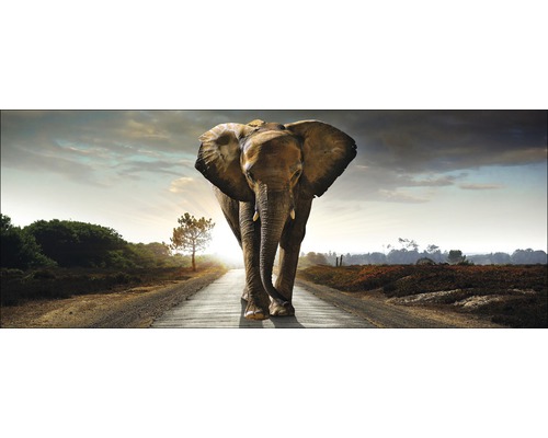 Glasbild Elephant 50x125 cm