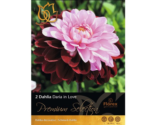 Blumenzwiebel Dahlie 'Daria in Love' lila-rosa, 2 Stk