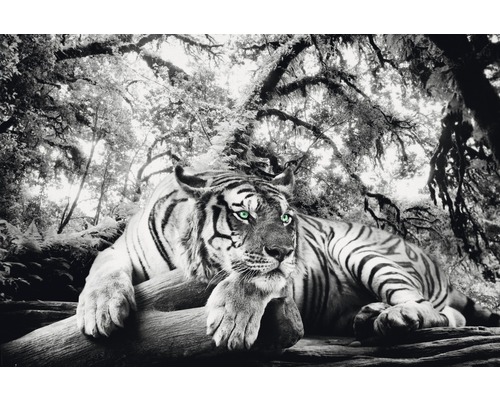 Poster Tiger is watching you 61x91,5 cm