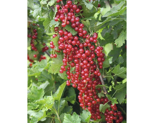 Rote Johannisbeere Stämmchen FloraSelf Ribes rubrum 'Jonkheer van Tets' Stamm ca. 90 cm gesamt H 100-120 cm Co 5 L
