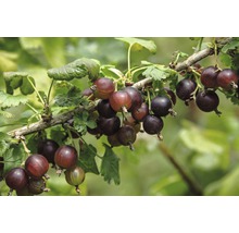 Josta-Beere Ribes 'Josta' H 40 - 60 cm Co 3 L-thumb-4