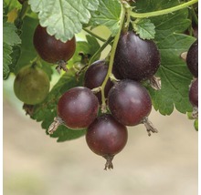 Josta-Beere Ribes 'Josta' H 40 - 60 cm Co 3 L-thumb-0