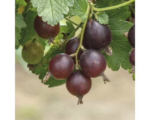 Josta-Beere Ribes 'Josta' H 40 - 60 cm Co 3 L-0