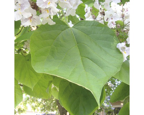 Kugel-Trompetenbaum 'Nana' FloraSelf Ha ca. 125 cm Co 18 L